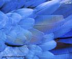 Синие перья ара